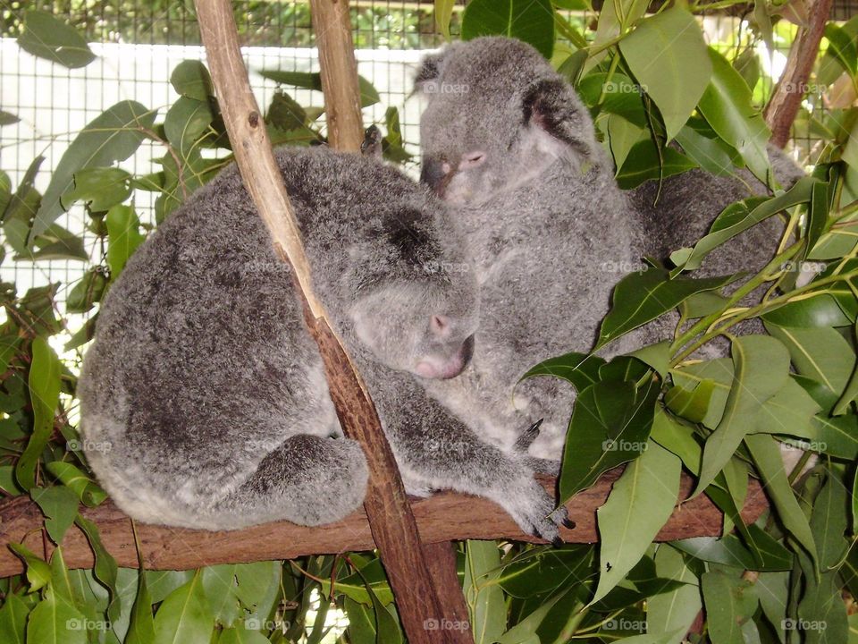 Australian Koalas at Cairns Zoo 