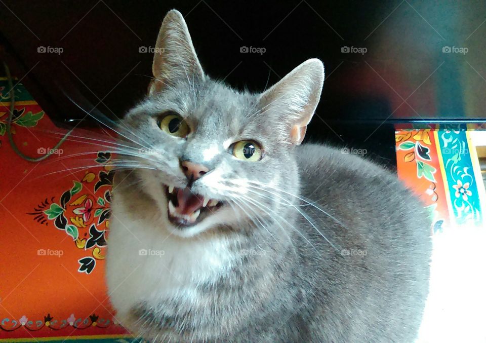 Chloe wants breakfast