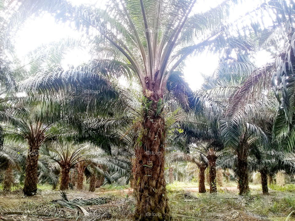 characteristics over pruning.over pruning will result in reduced female flower production