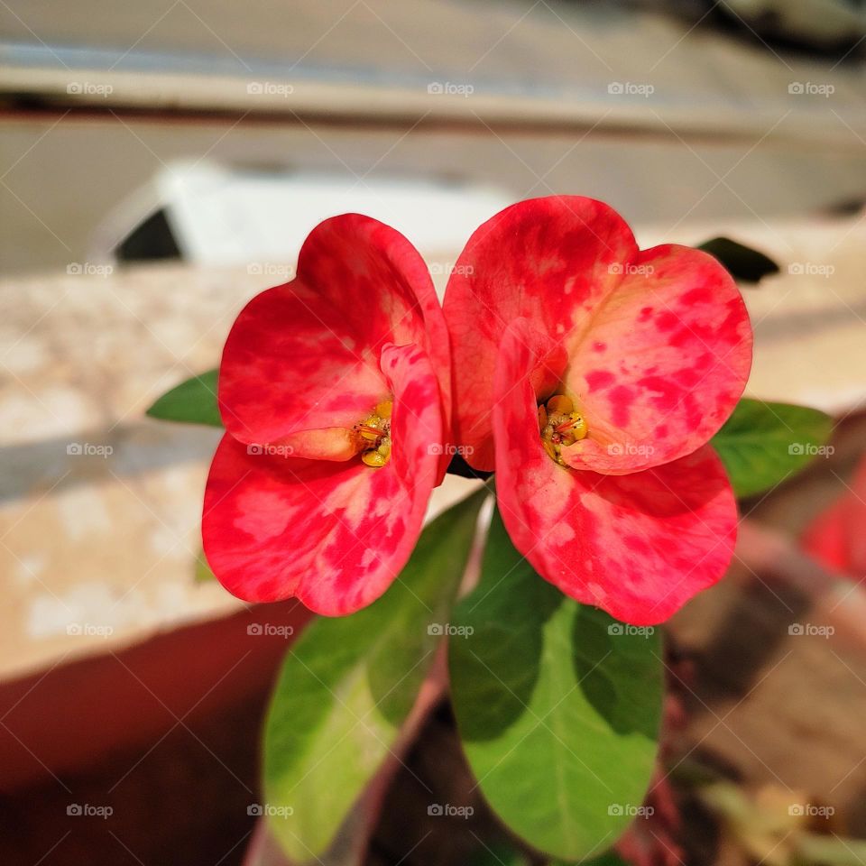 beautiful euphorbia milii.