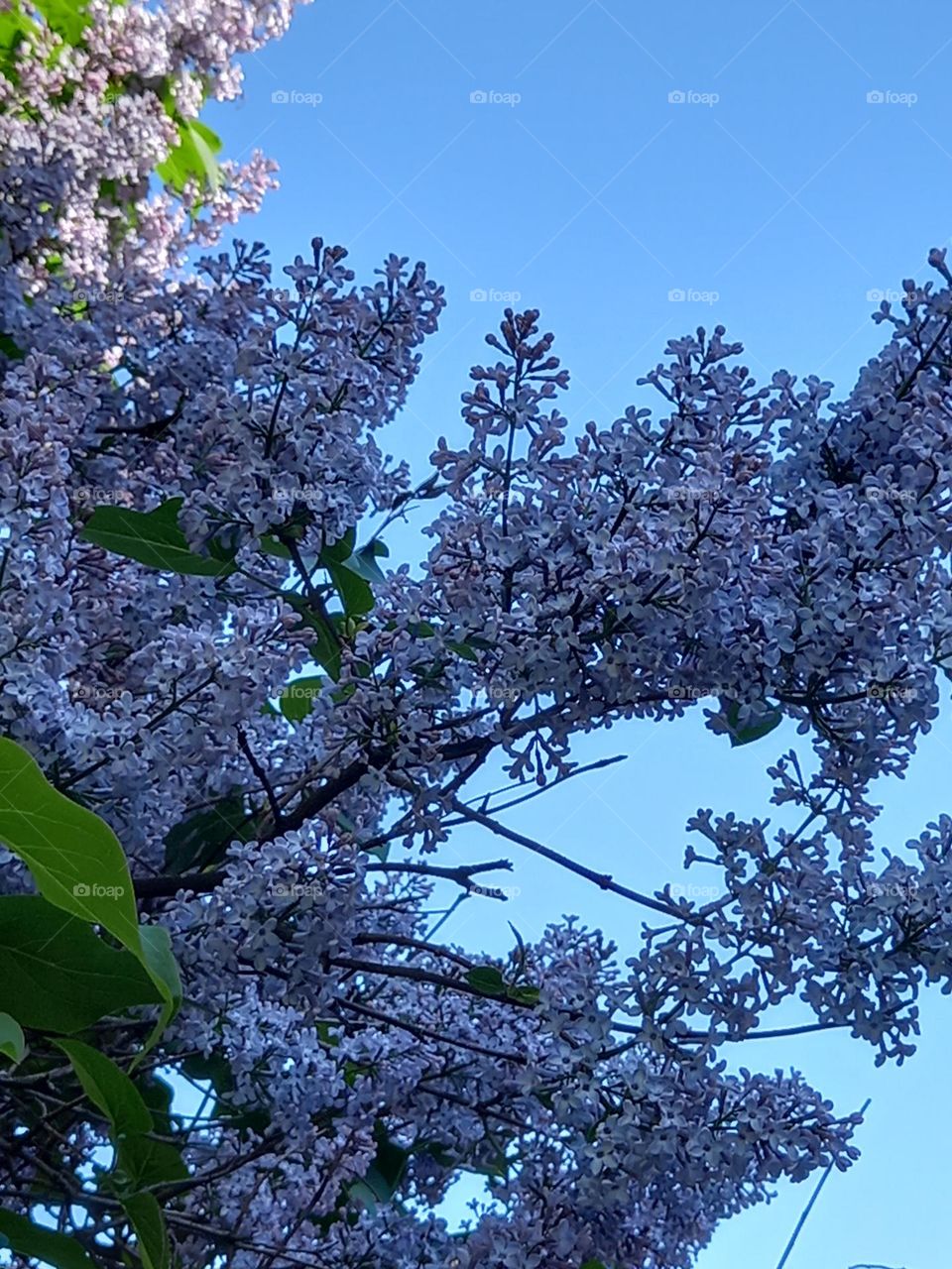 Wonderful lilac spring evening