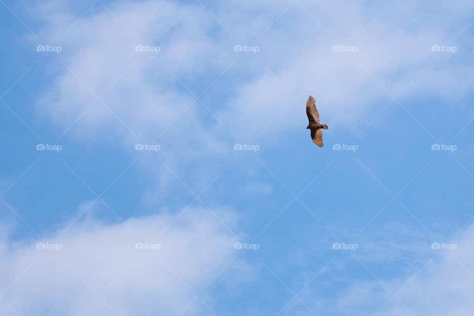 A Turkey Vulture soars high in the partly cloudy sky, scanning for a meal. Raleigh, North Carolina. 