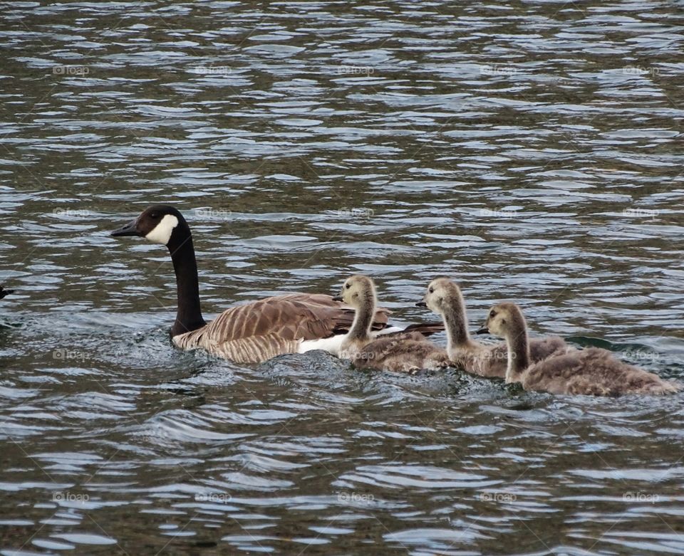 A gaggle of geese. Family of geese having a leisurely swim. 