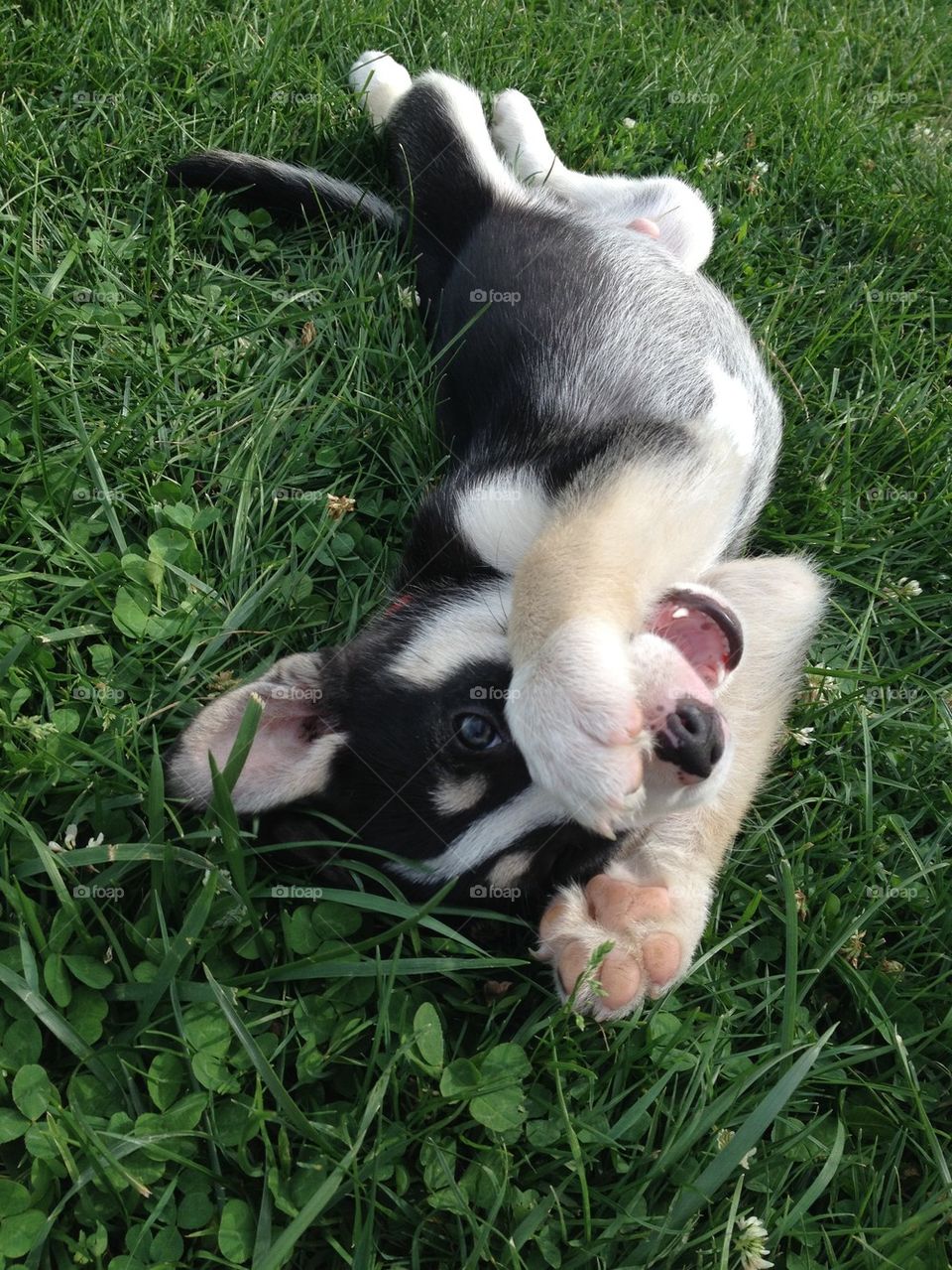 Playful pup