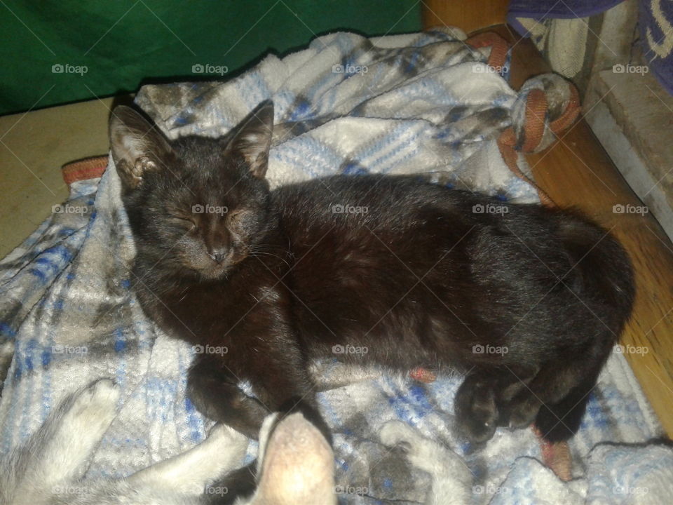 what you looking at?
hey i'm here!
relaxing kitty, waiting kitty, cutiefeline,