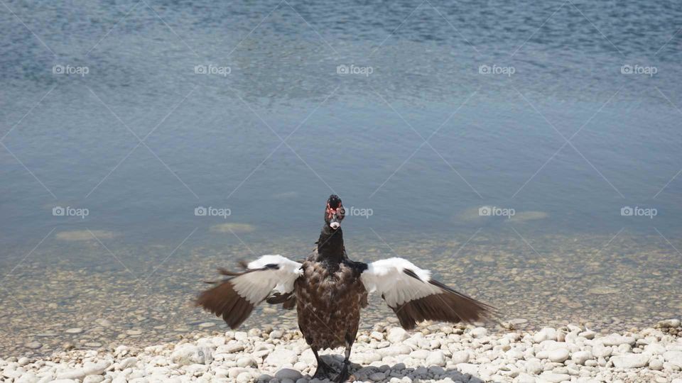 Duck#wind#lake#nature