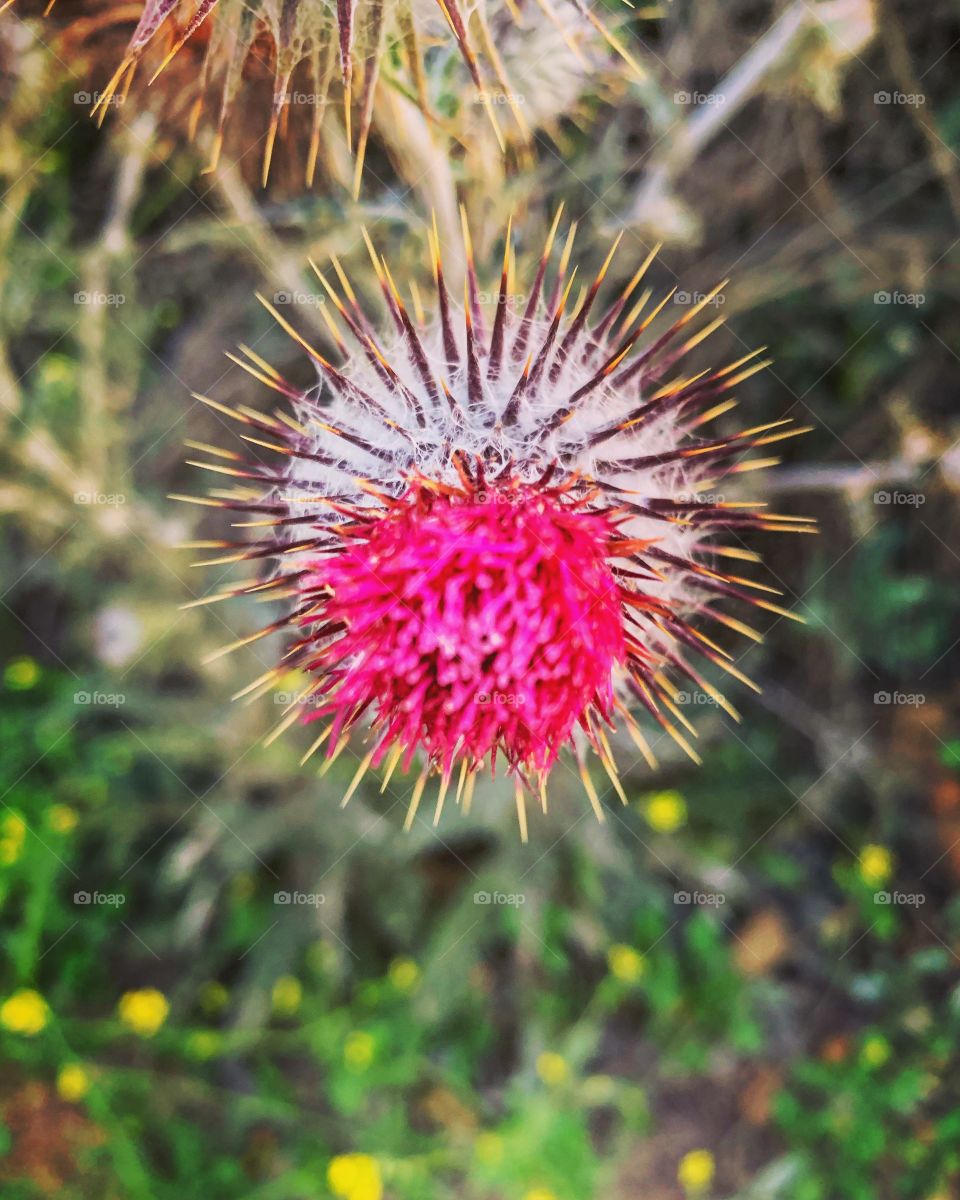 Thistle