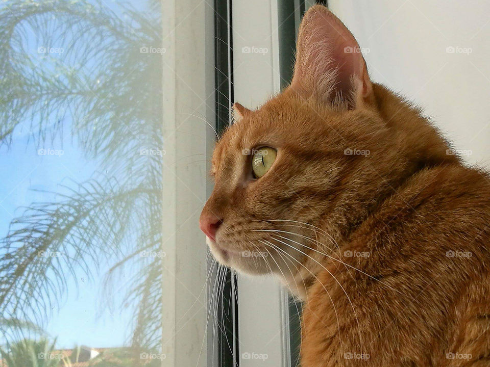 Cat looking through window