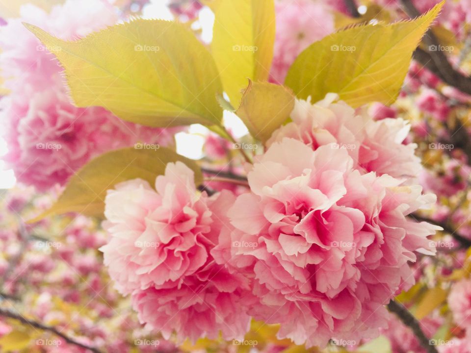 Glowing pink cherry blossom with green leaves on a tree.