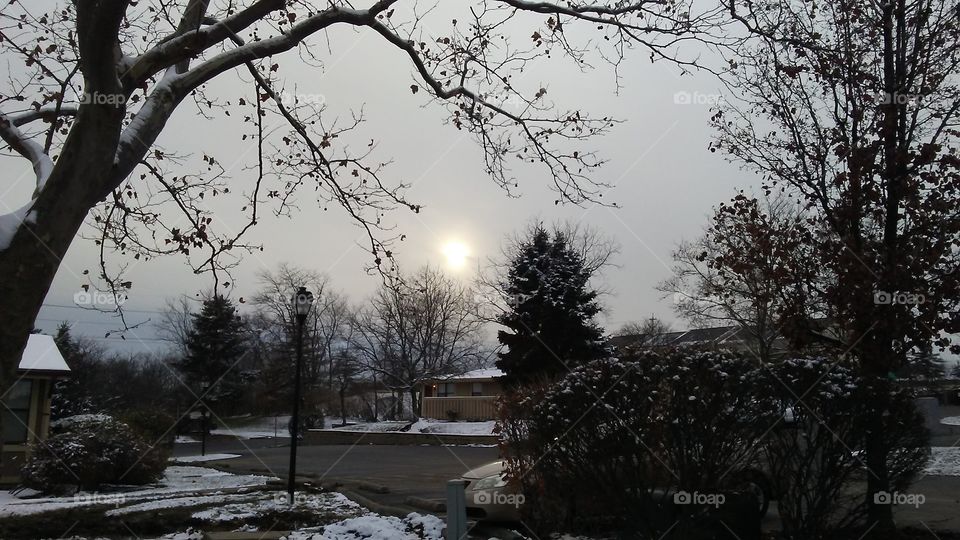 Tree, Winter, Snow, No Person, Landscape