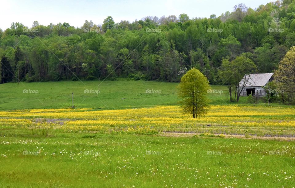 Meadow filled with yellow buttercups 