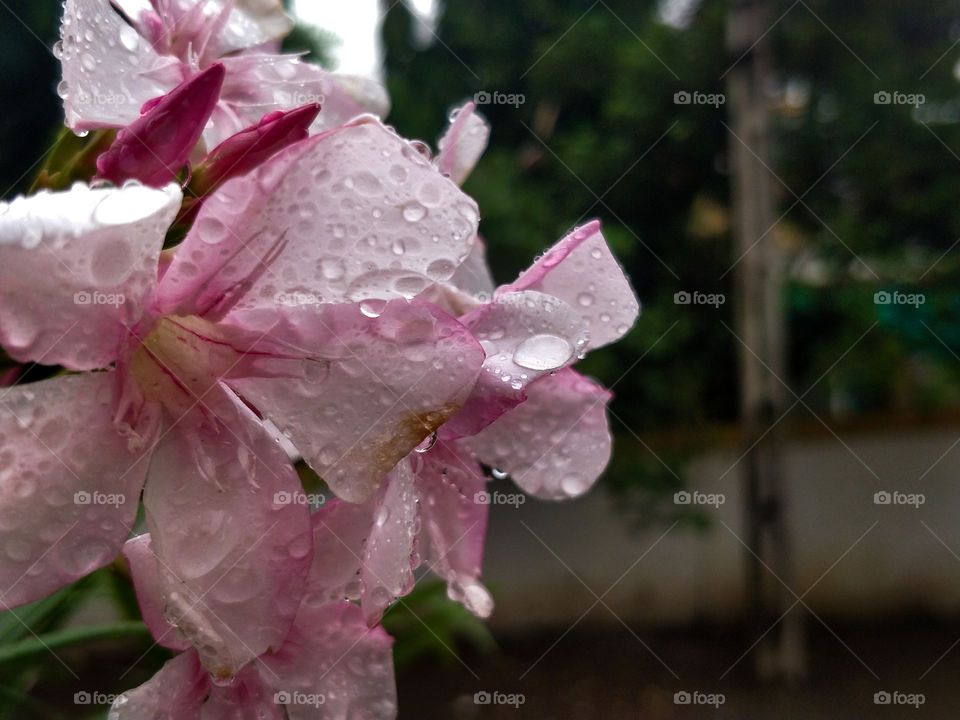 Beautiful Flower oleander
