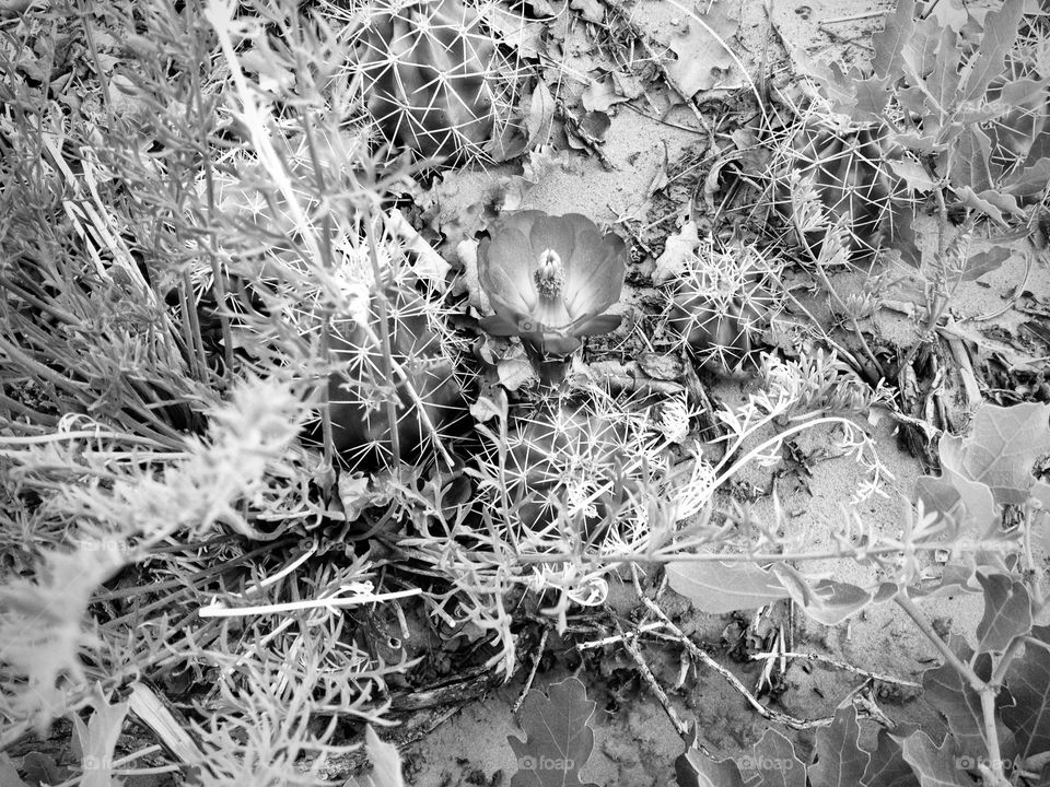 Cactus flower on the ground
