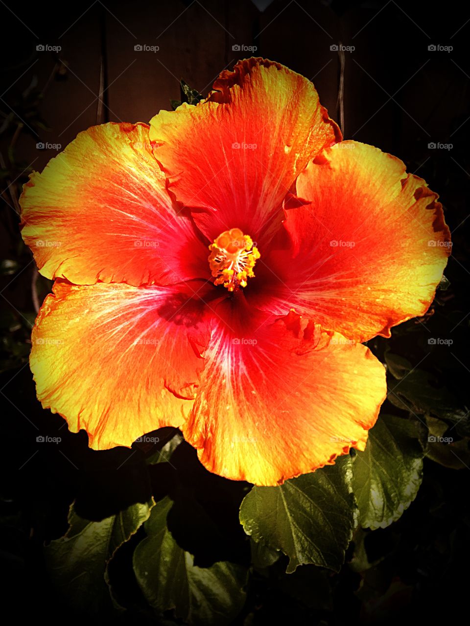 The natural beauty of Hibiscus