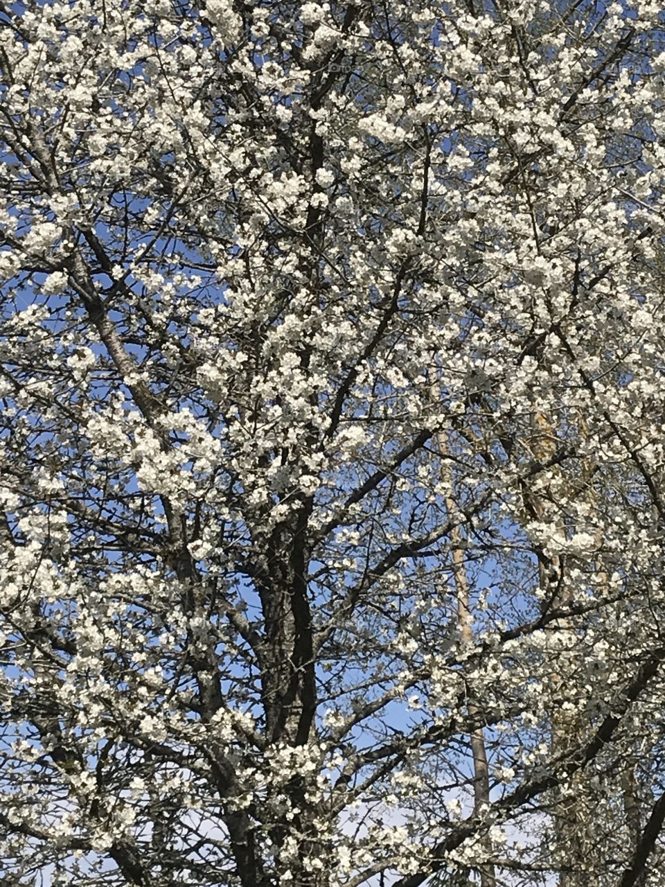 Tree blooming in spring