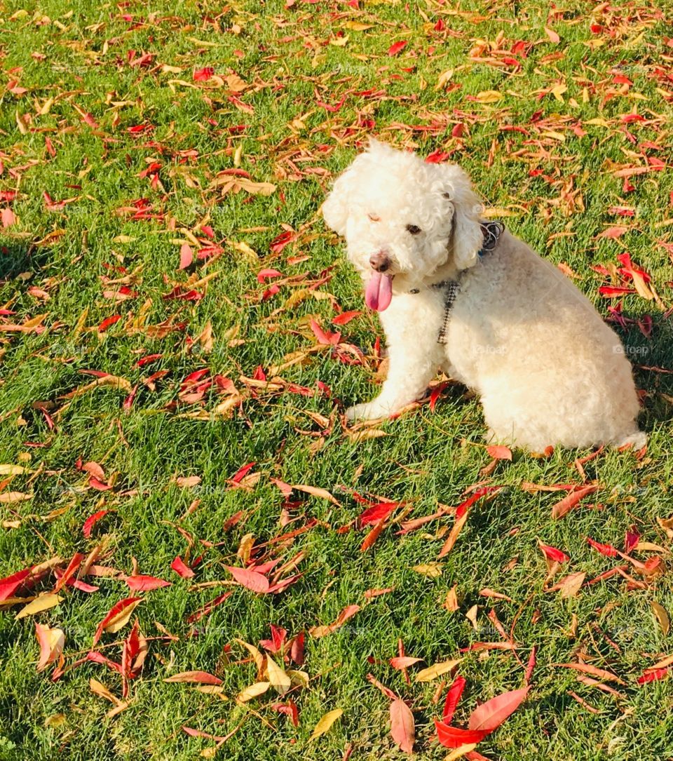 Labradoodle