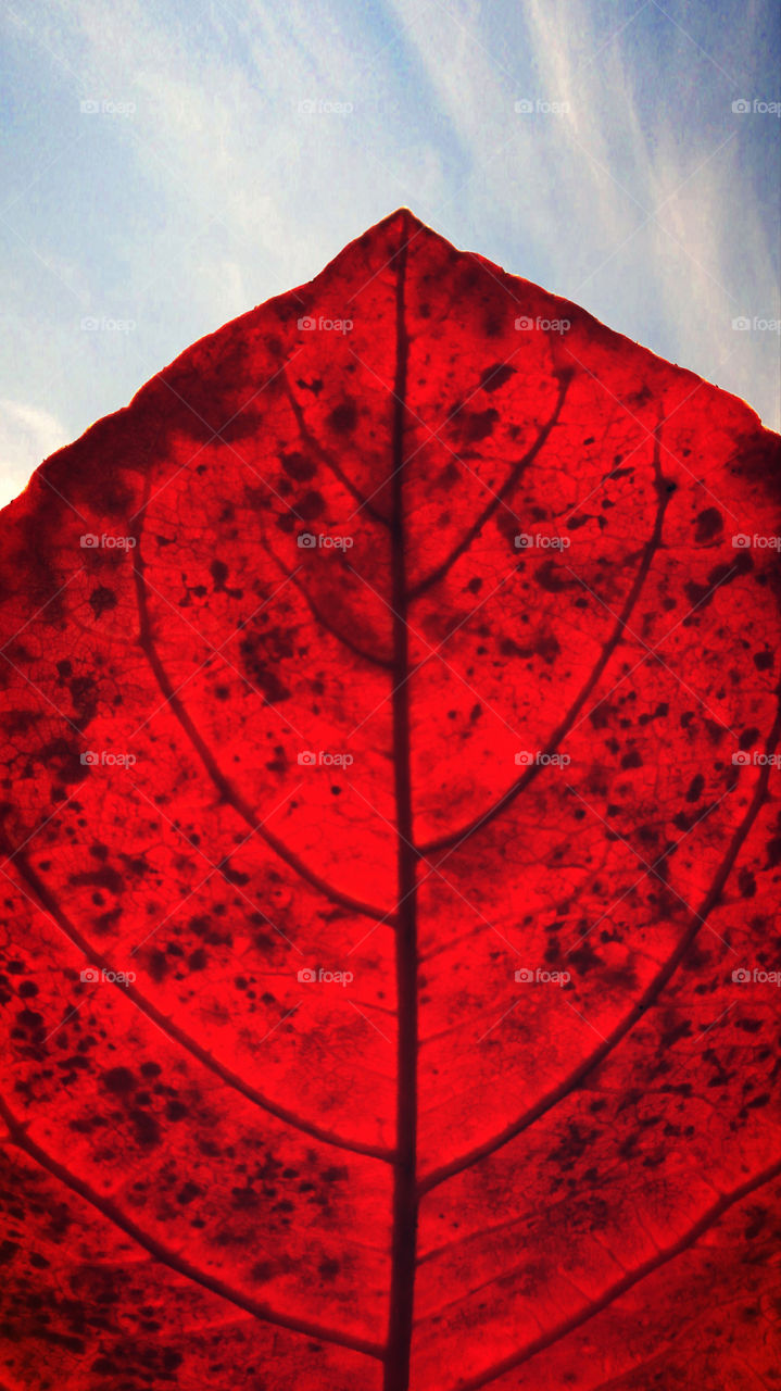 Terminalia Catappa Leaf 
Beautiful red coloured leaf with blue sky