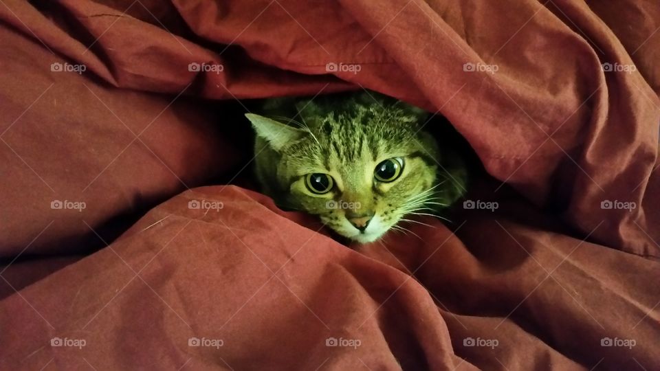 Tabby cat in a comforter blanket