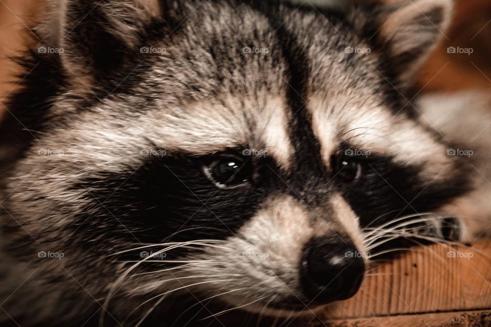 cute raccoon