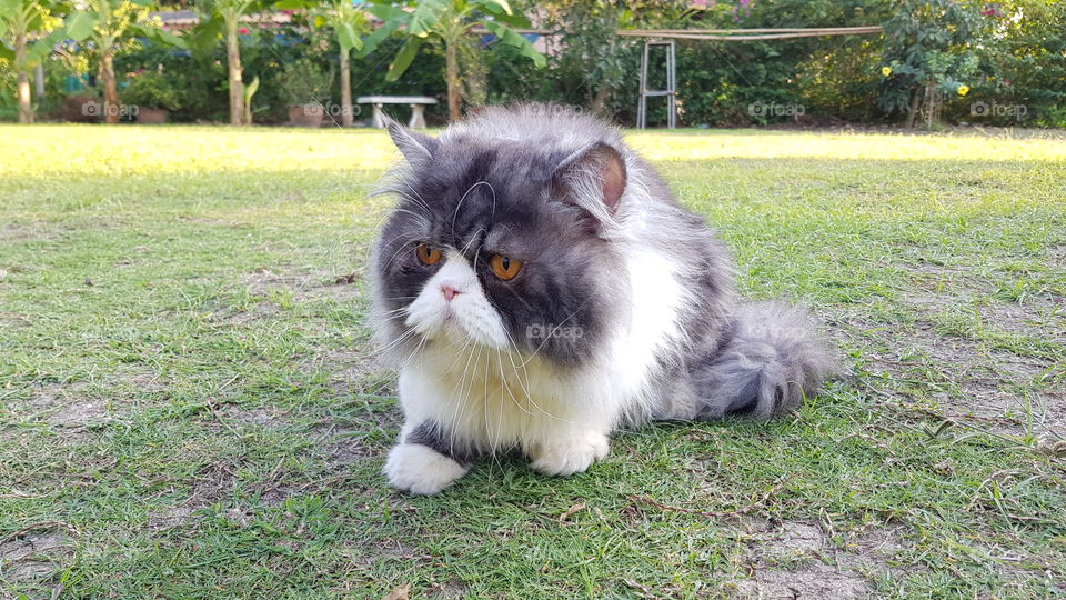 funny cat in the garden