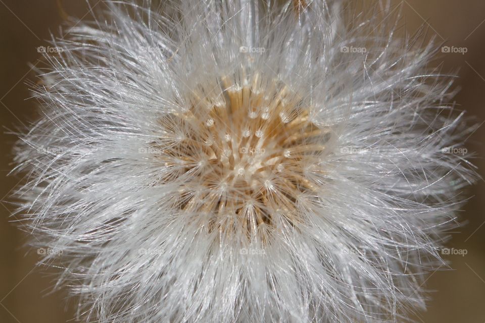 Close-up of dandelion single flower