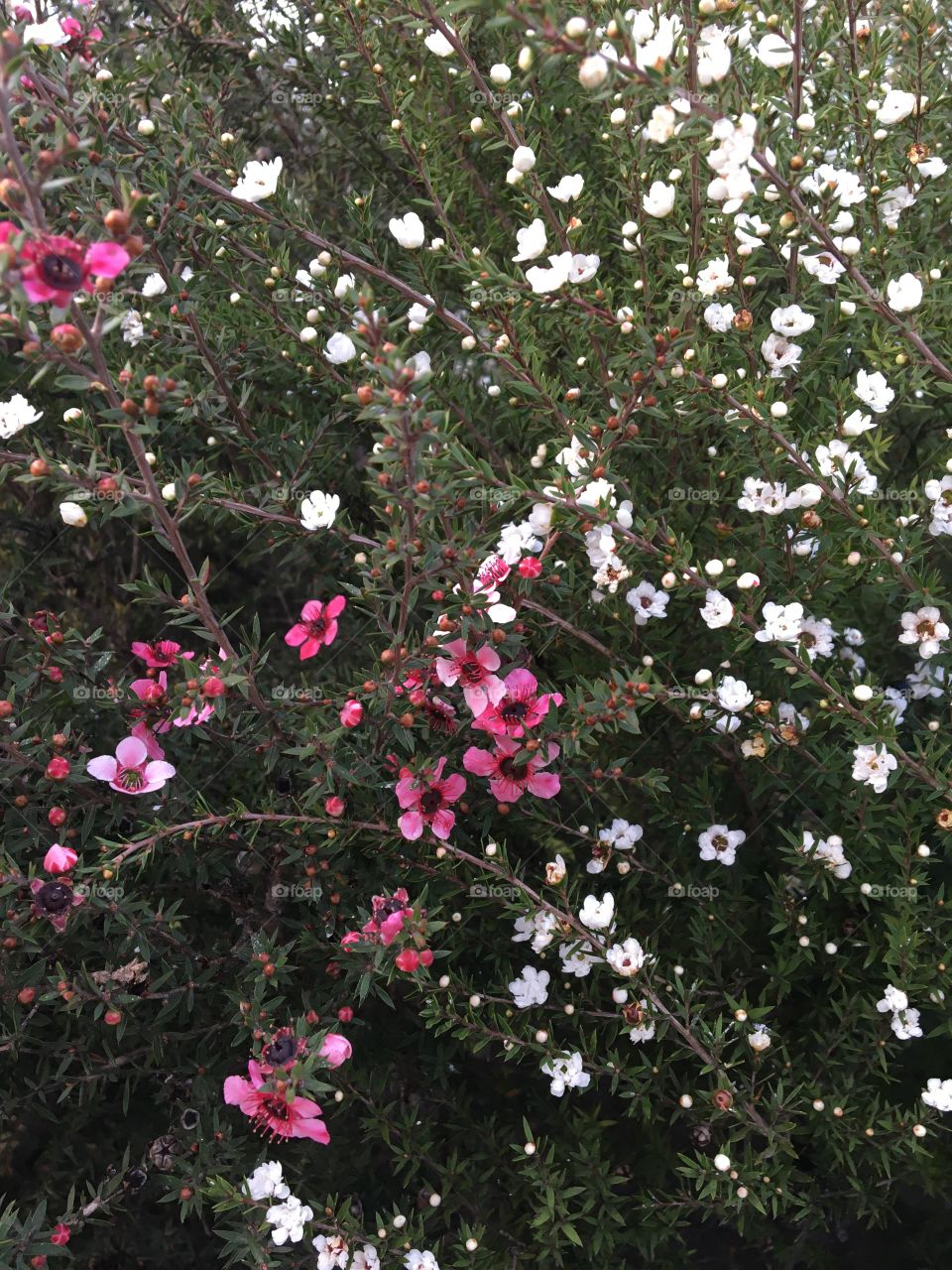 Blooming time for every bushes