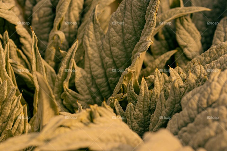 a macro detail of a leaf in the sun light