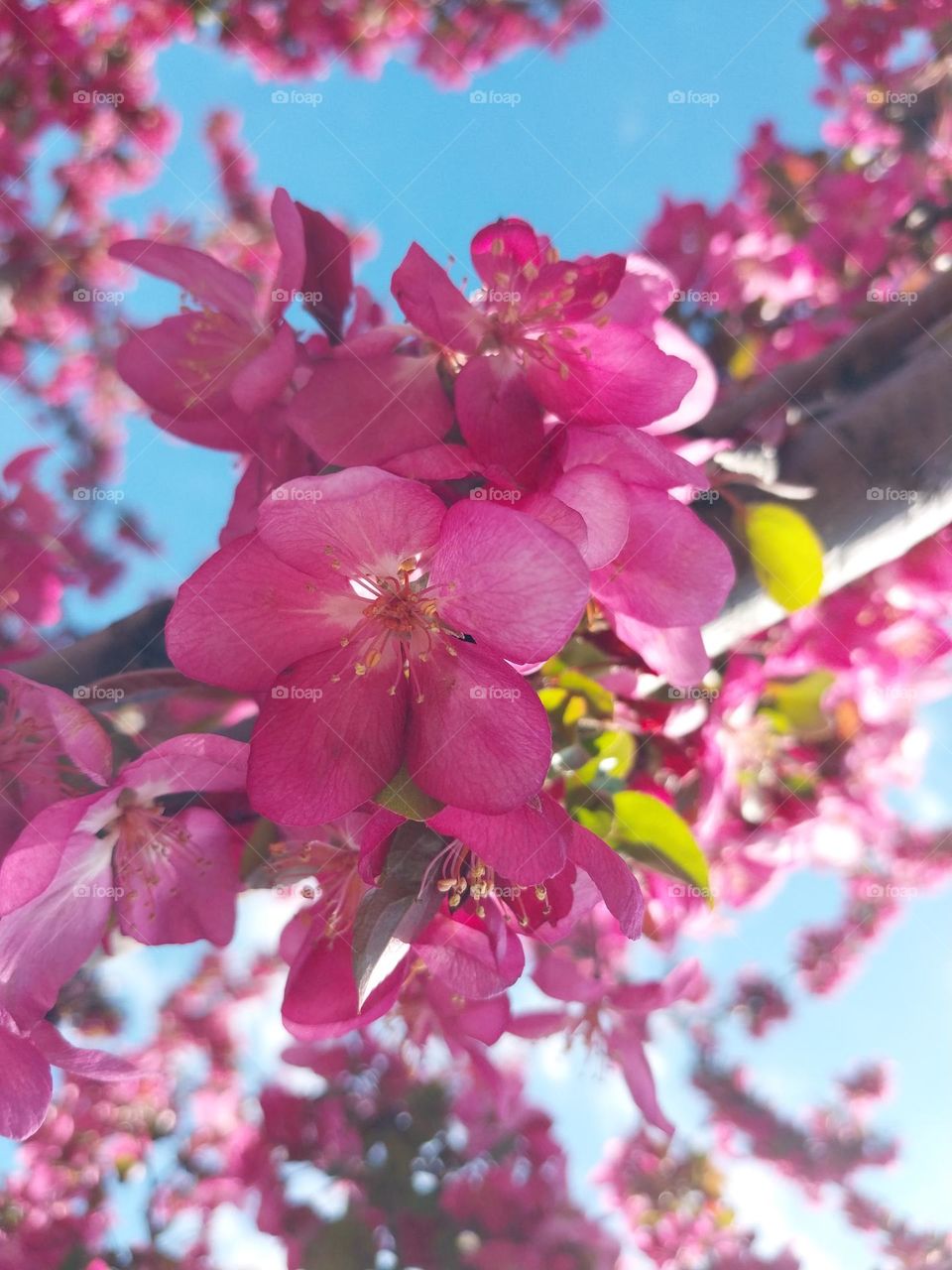 Colorful Spring Blossoms