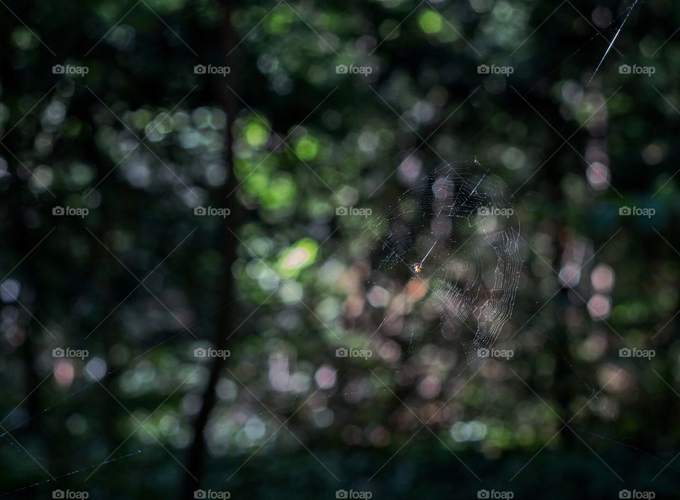 Spiderweb 
