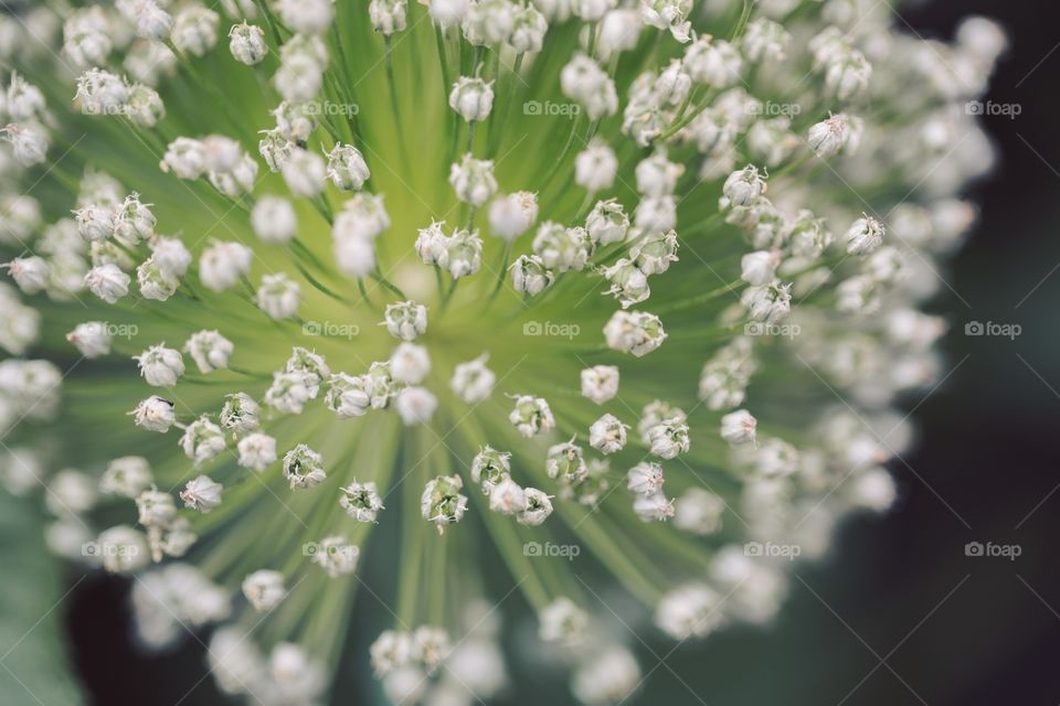 Close-up of organic explosion