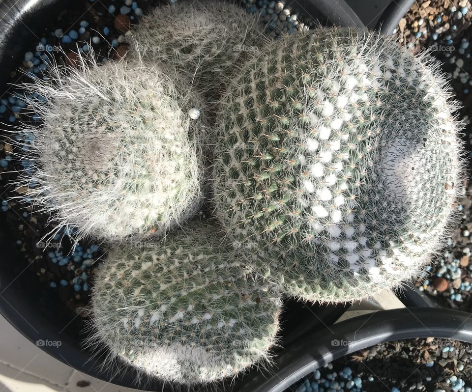 Cactus 