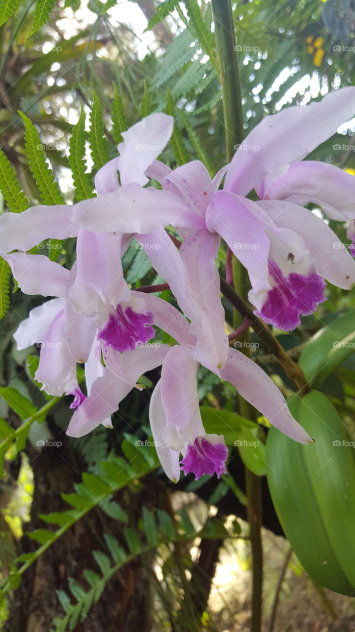 Laelia Purpurata Orchids
