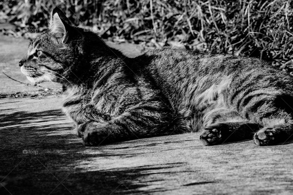 sunbathing kitty