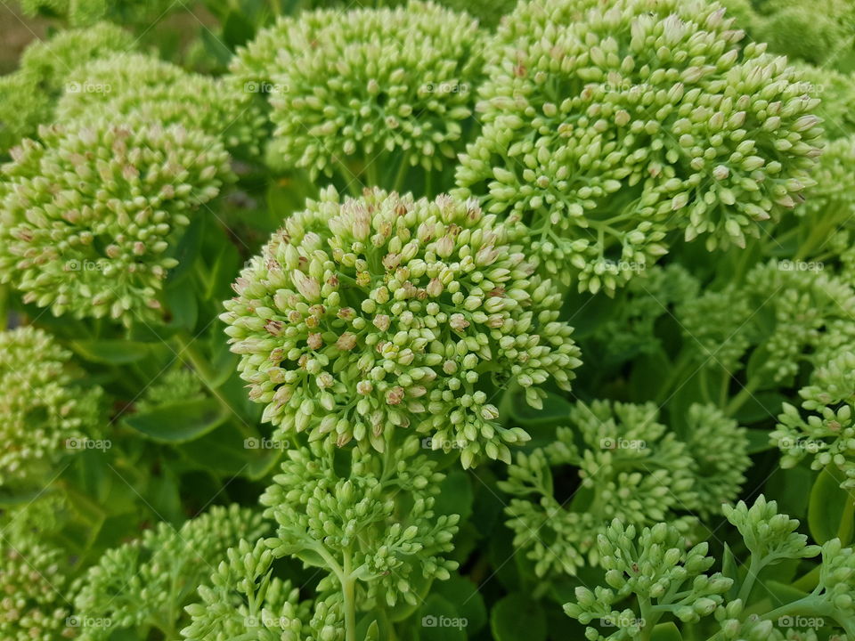 Beautiful flowers in my garden