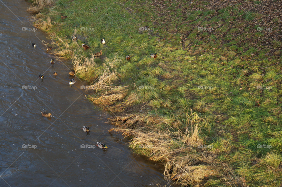 n j nature birds by lexlebeur