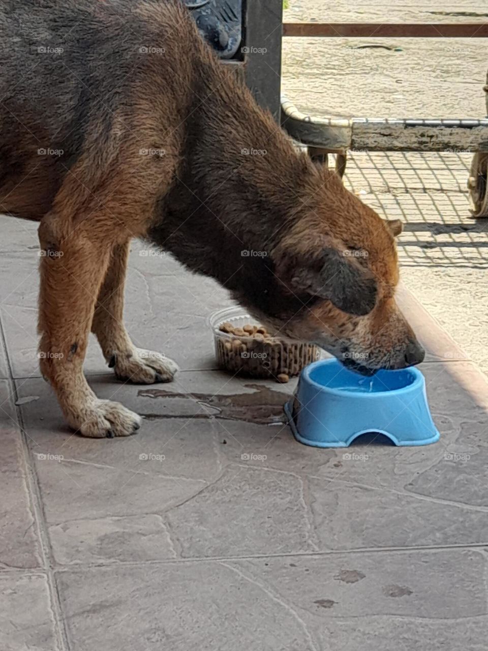 imagen que puede ser útil en cualquier anuncio de mascotas