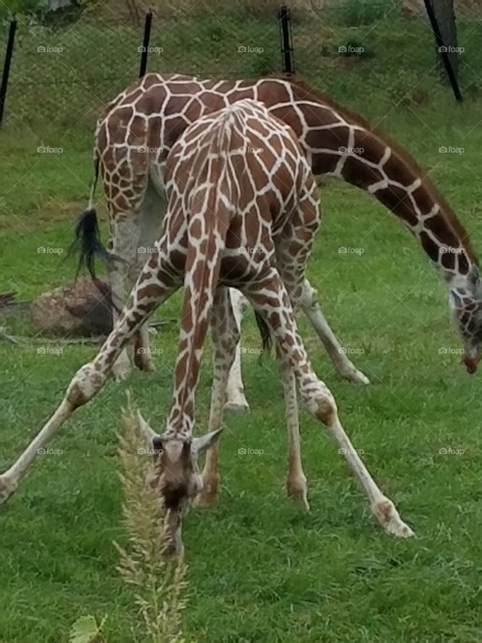 Giraffe Bow