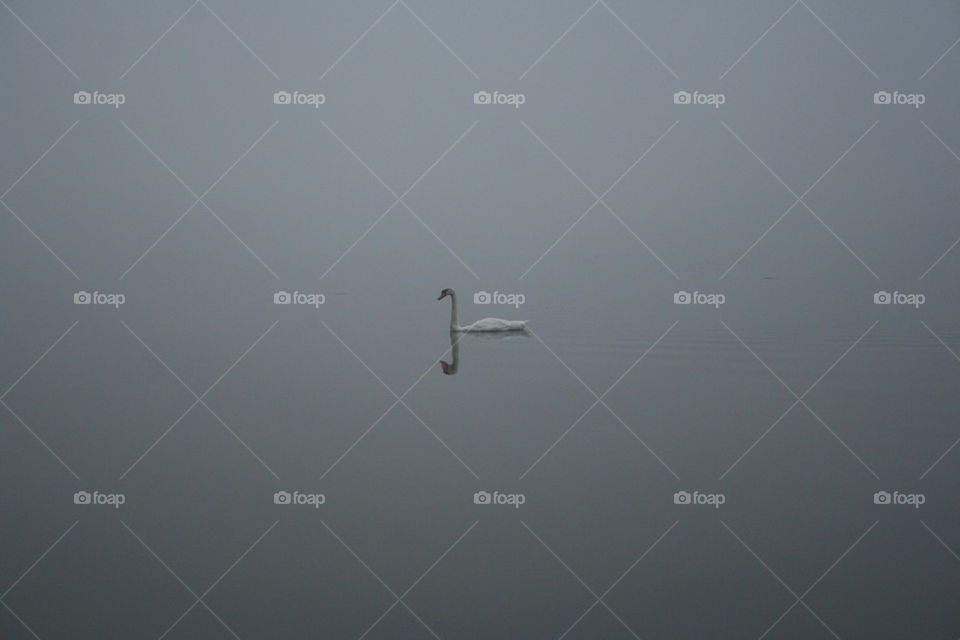 lonely swan