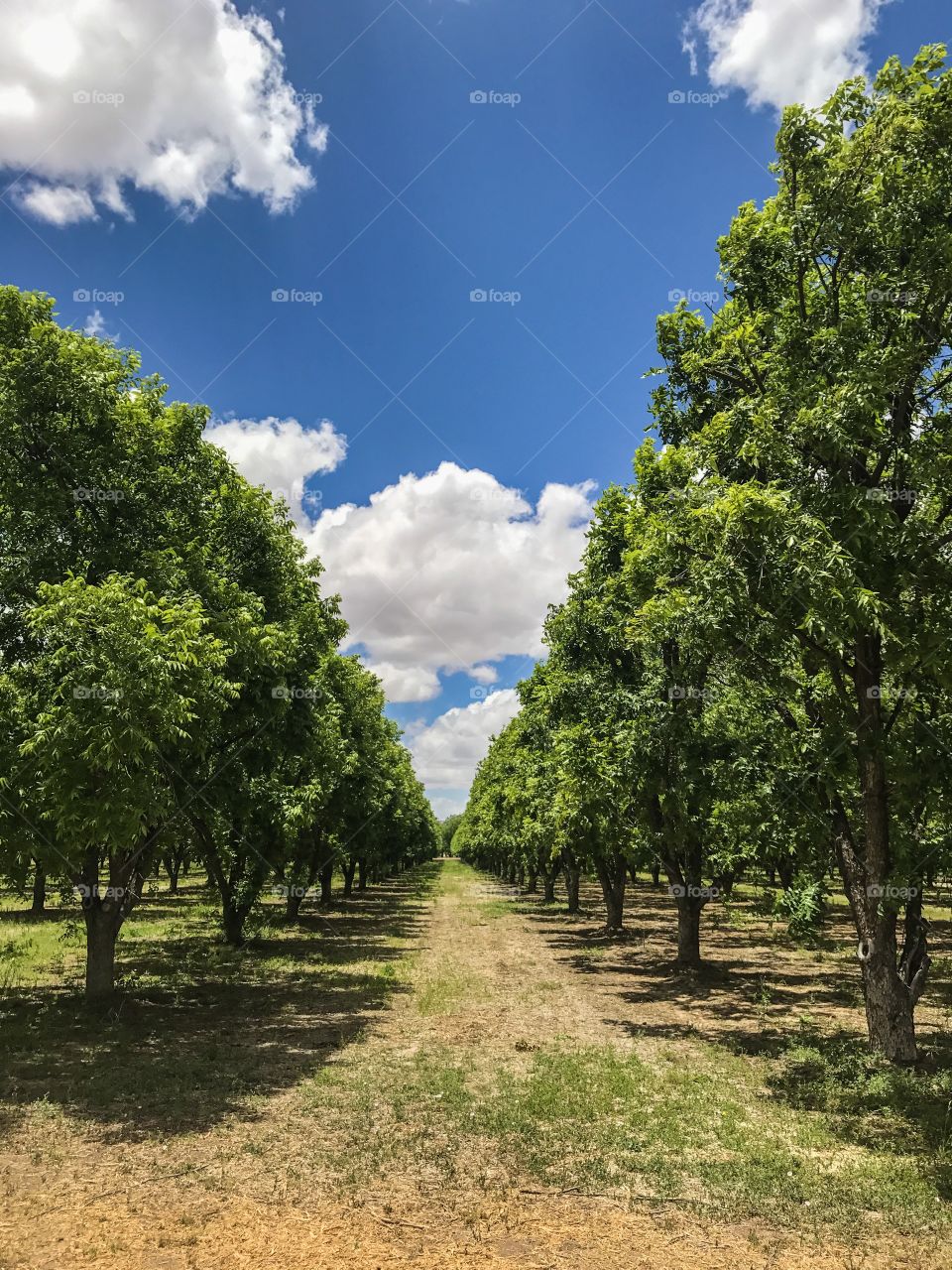 Tree Landscape 