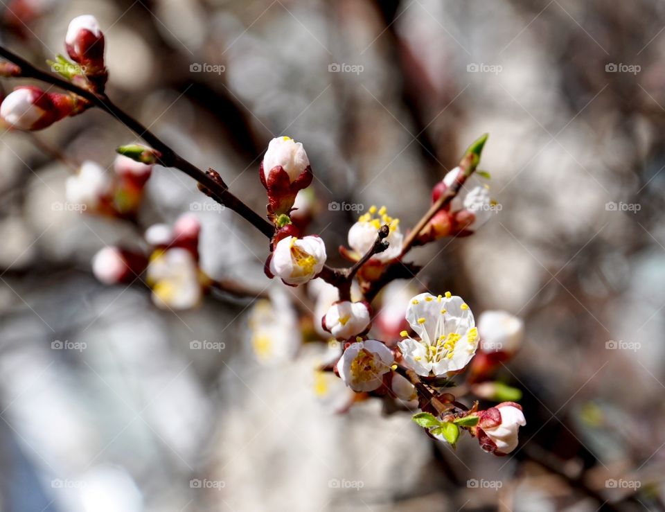 Bud on cherry tree