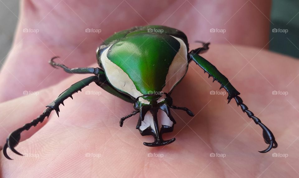 beetle