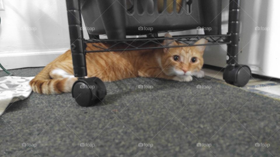 Cat, Mammal, Pet, One, Cute