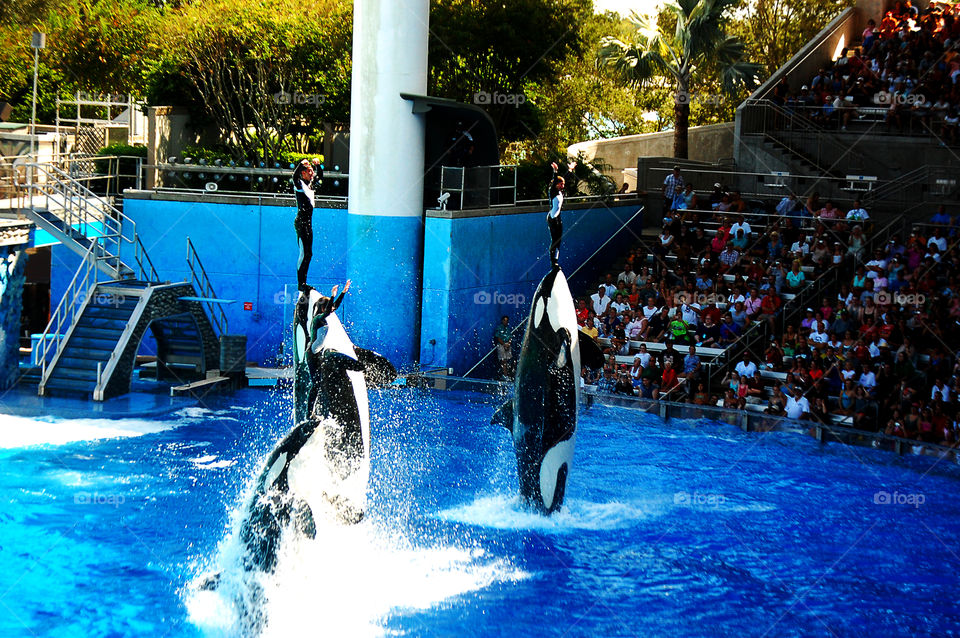 Orca performance,  SeaWorld, Orlando, Florida
