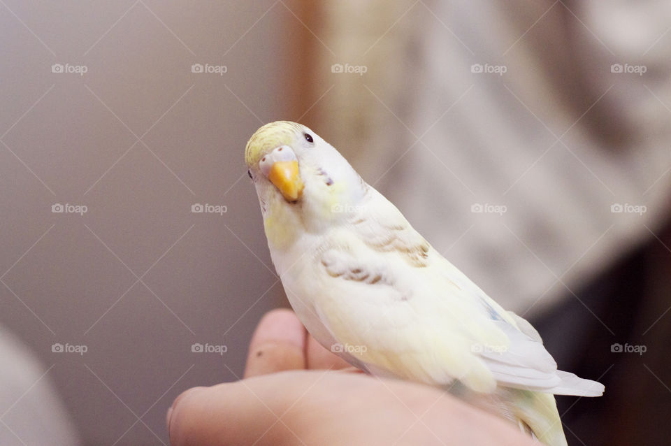 Cute bird budgie sitting in hand