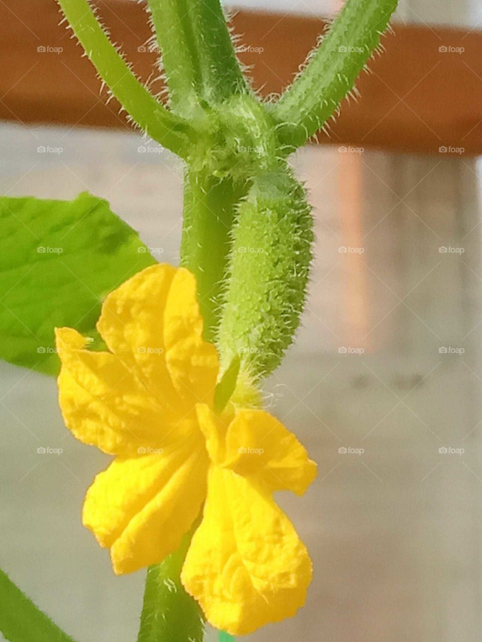 flower cucumber