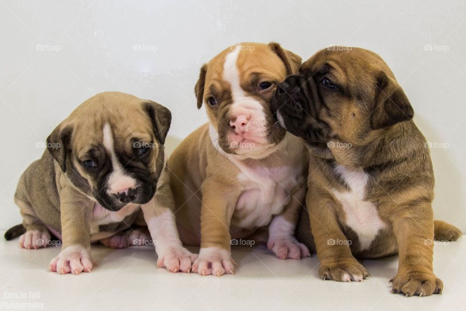 Bulldog puppies