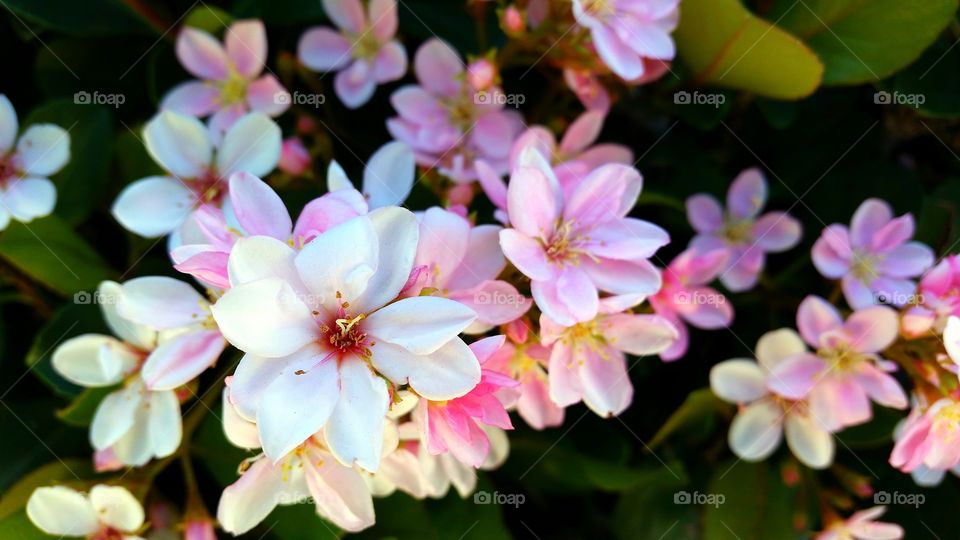 Beautiful flowers