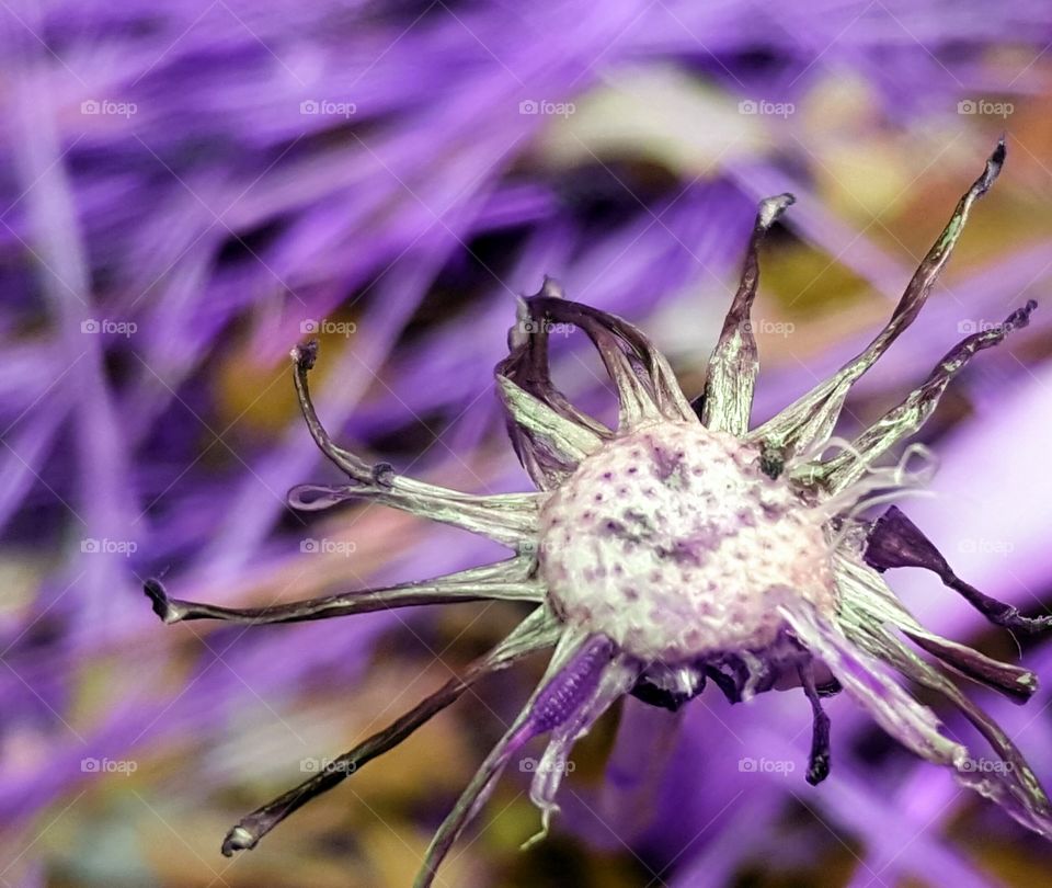 Dandelion stem