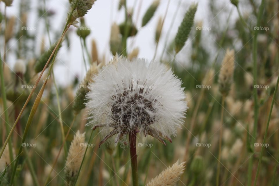 The wind flower