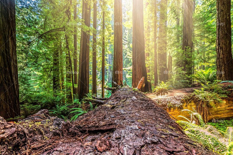 Fallen Redwood